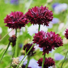 Kornblume Black Ball - Willemse