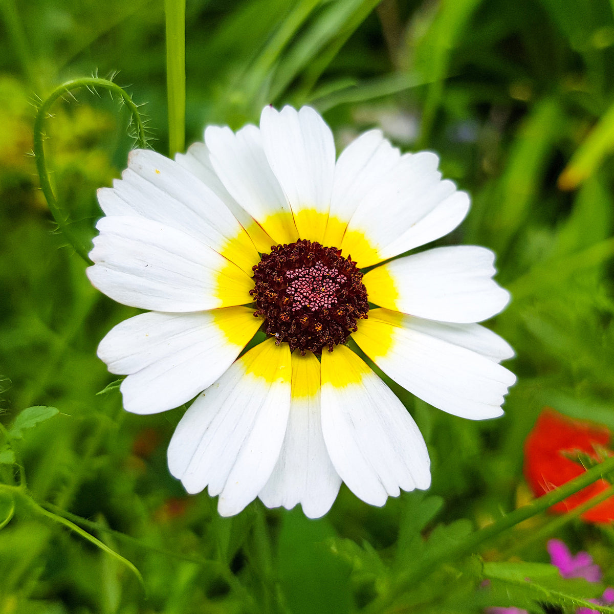 Bunte Margerite Polar Star