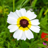 Bunte Margerite Polar Star
