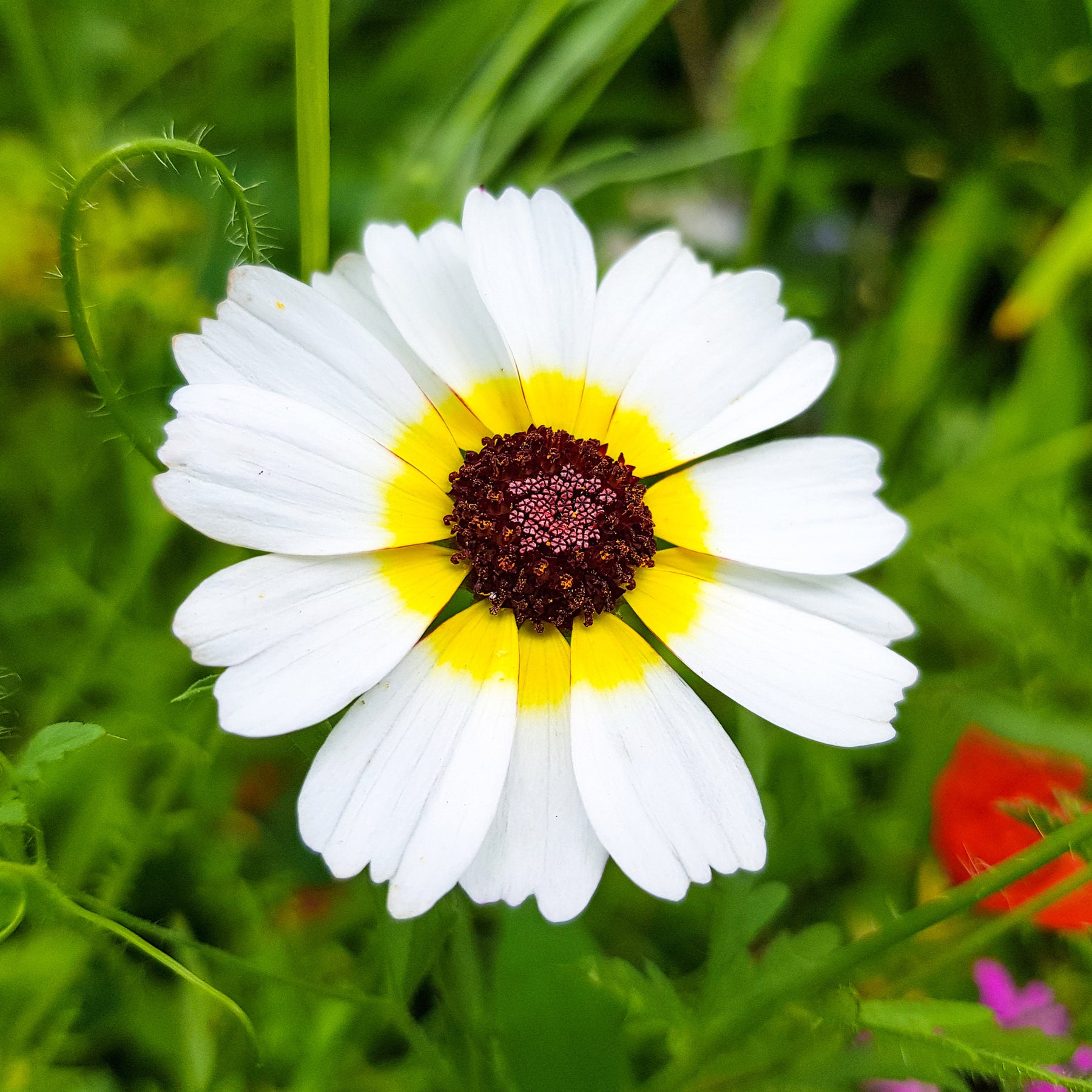 Bunte Margerite Polar Star