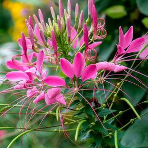Spinnenblume Violet Queen - Cleome hassleriana Violet Queen - Willemse