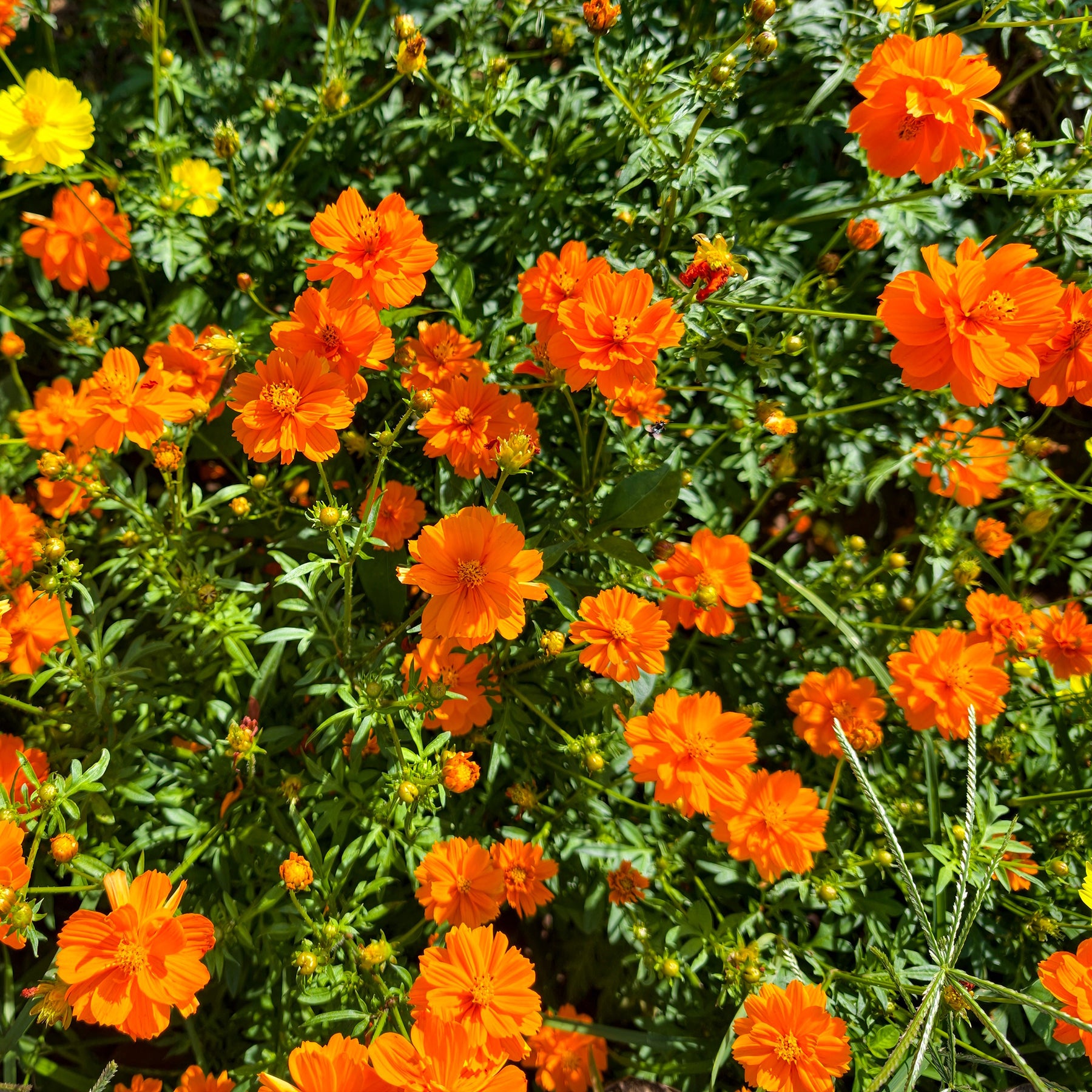 Schwefel-Cosmea Brightlights - Willemse