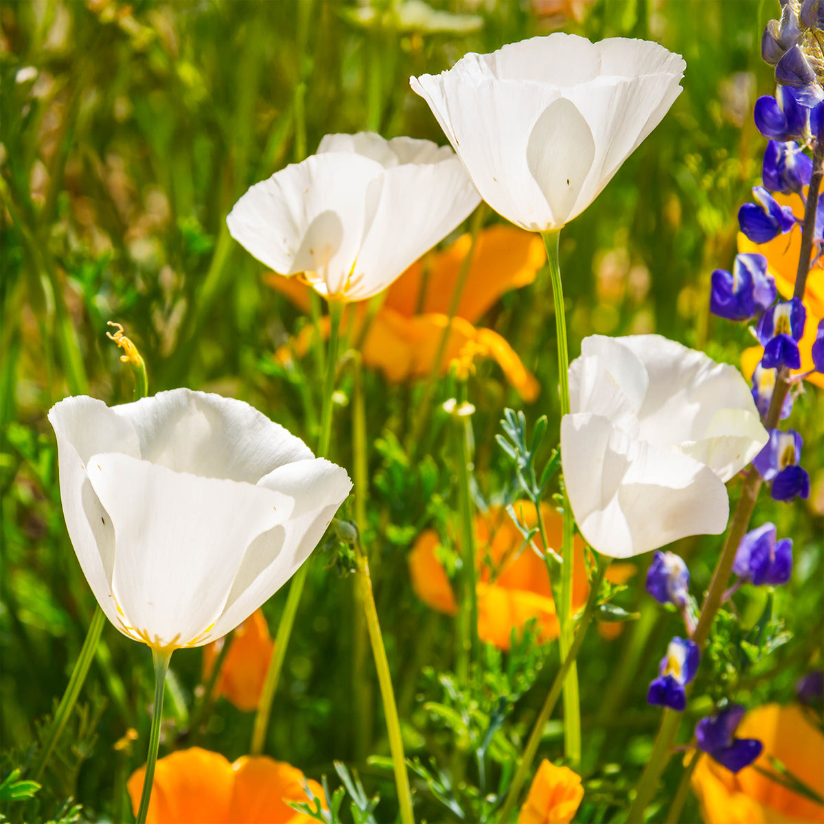 Kalifornischer Mohn Ivory Castle