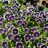 Hainblume Penny Black