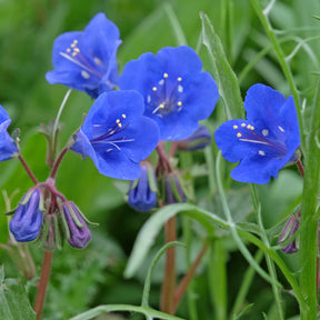Glocken-Phazelie Blue Bell