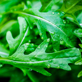 Rucola Wildfire - Willemse