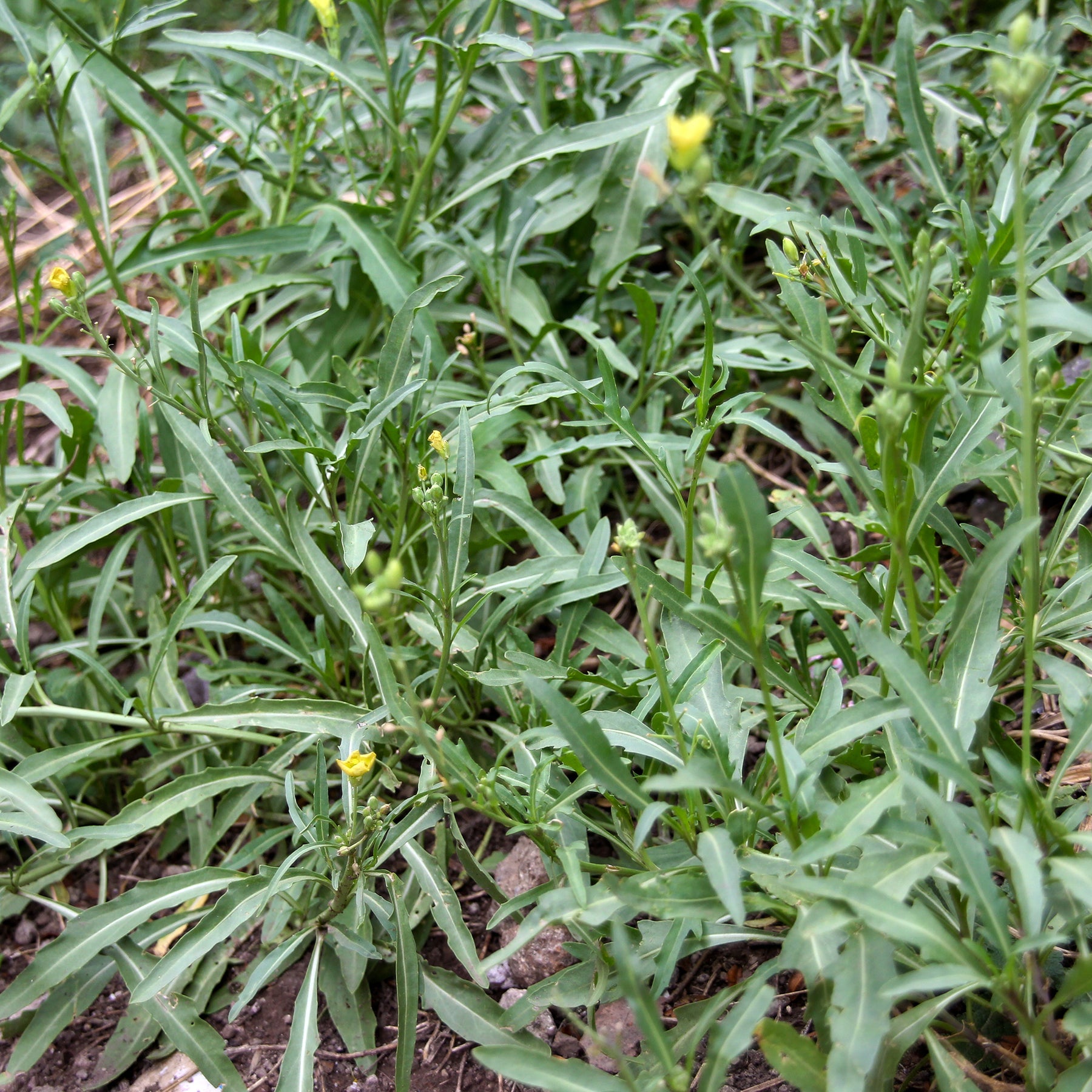 Rucola Wildfire - Diplotaxis tenuifolia Wildfire - Willemse