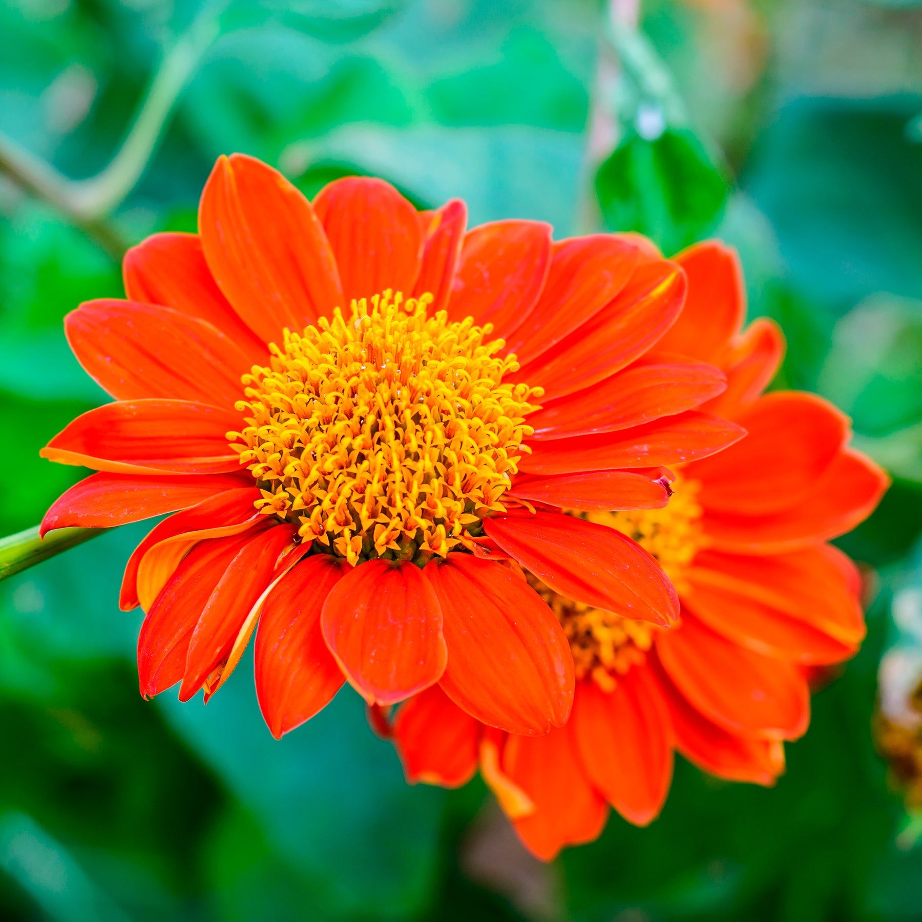 Mexikanische Sonnenblume Torch