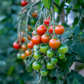 Tomate Gardeners Delight - Willemse