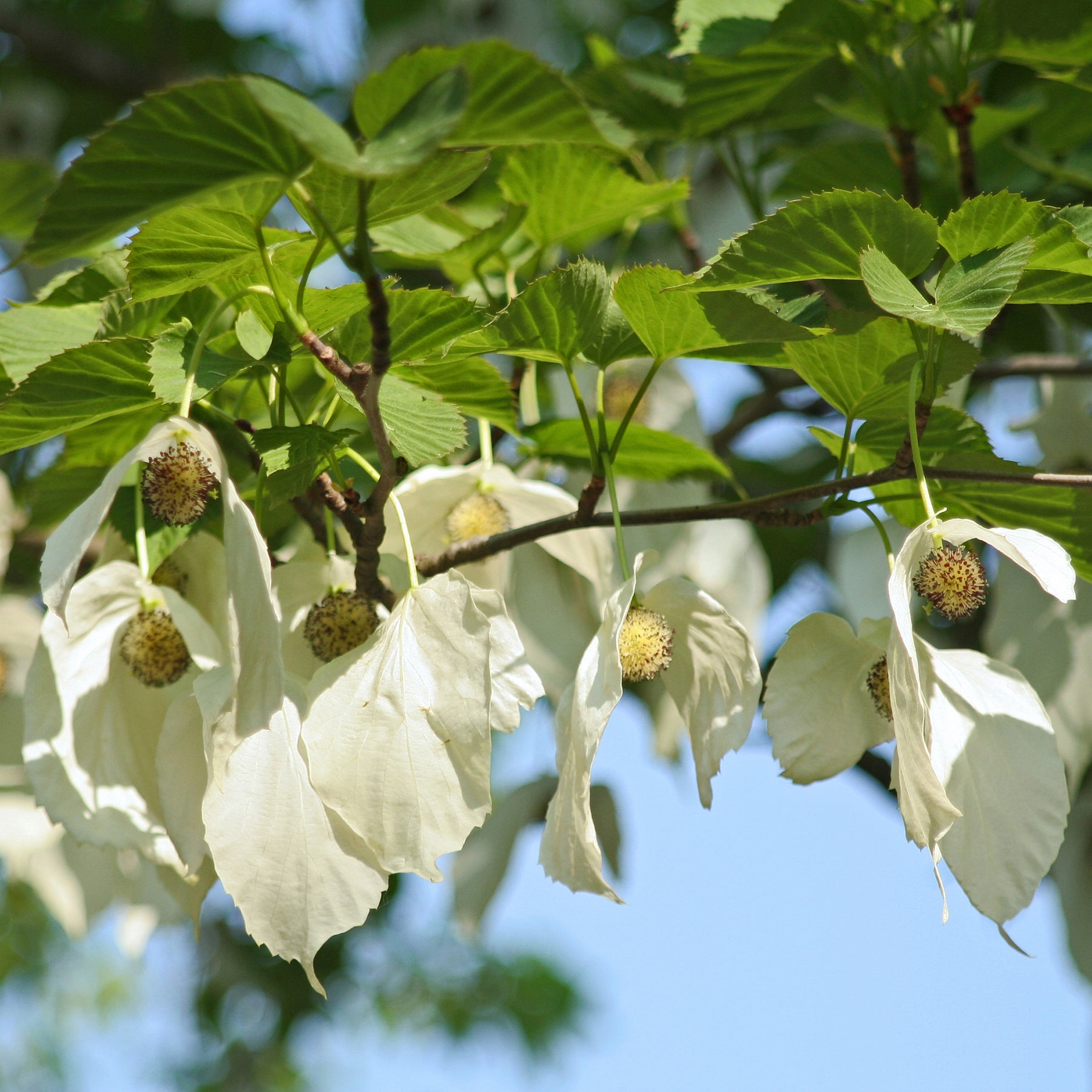 Verkauf Taschentuchbaum - Davidia involucrata