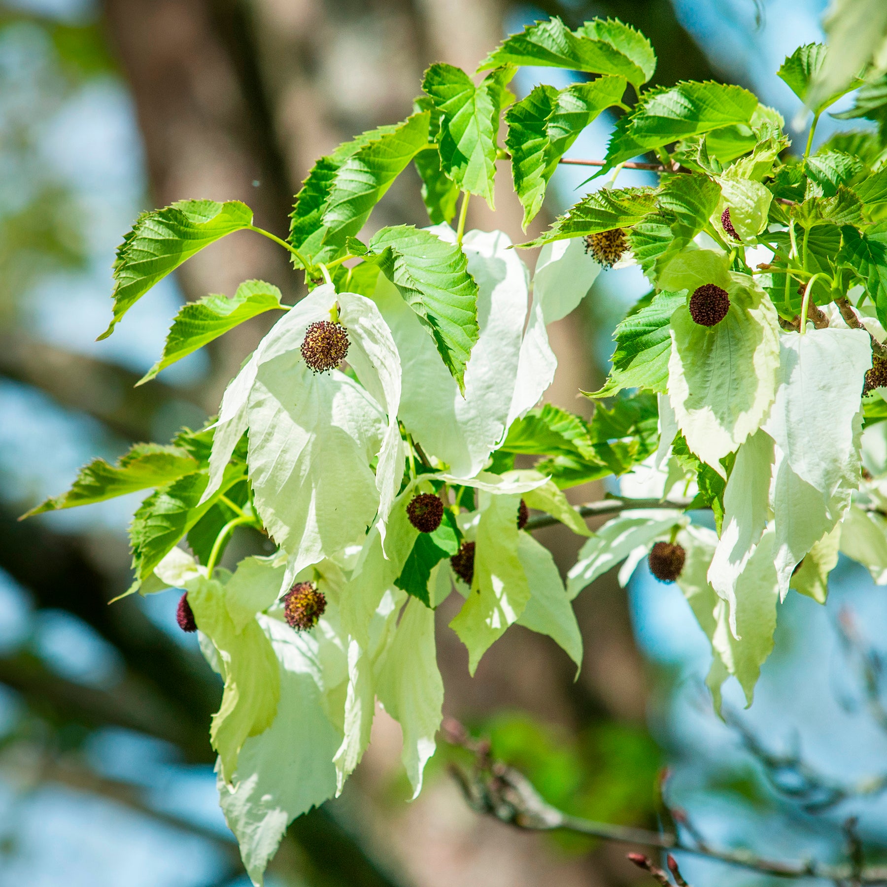 Blühende Sträucher - Taschentuchbaum - Davidia involucrata
