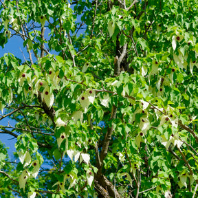Taschentuchbaum - Davidia involucrata - Willemse