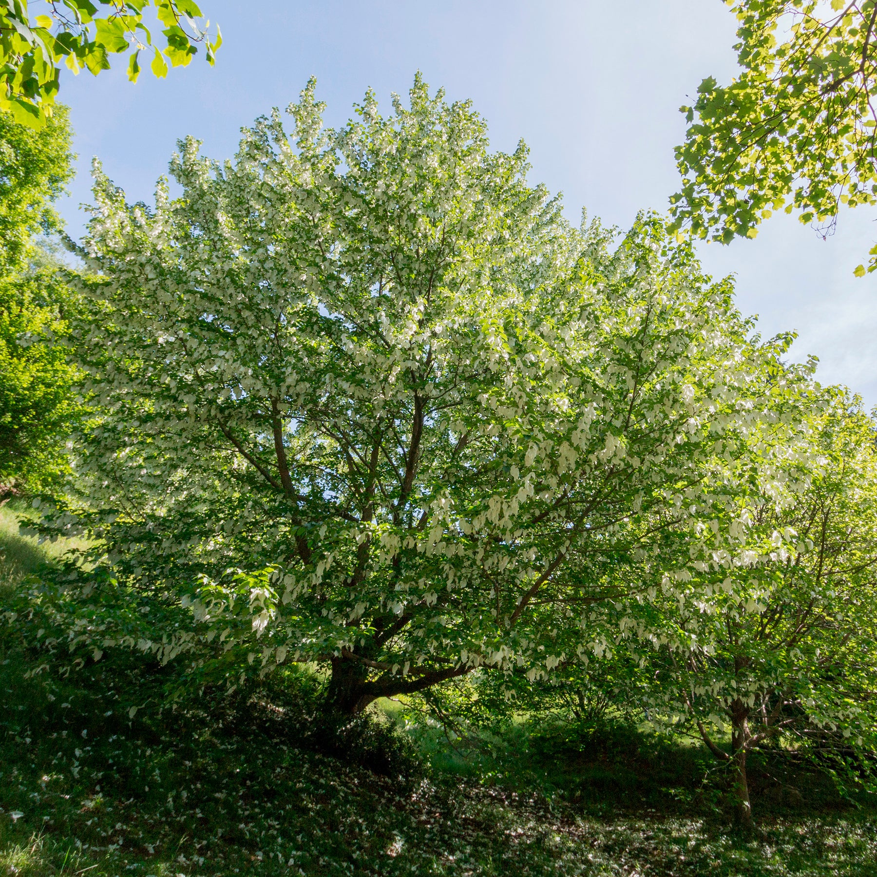 Davidia involucrata - Taschentuchbaum - Blühende Sträucher