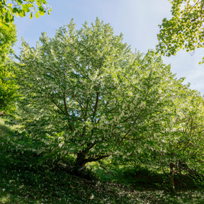 Davidia involucrata - Taschentuchbaum - Blühende Sträucher