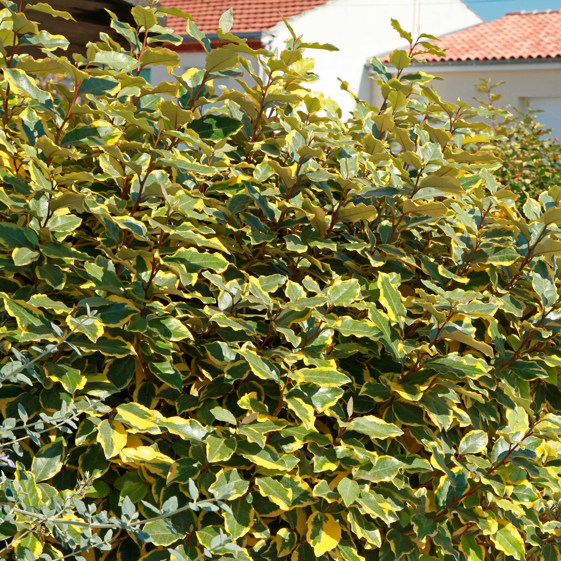 Ölweide Viveleg