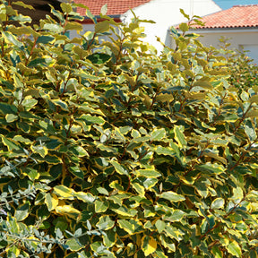 Ölweide Viveleg