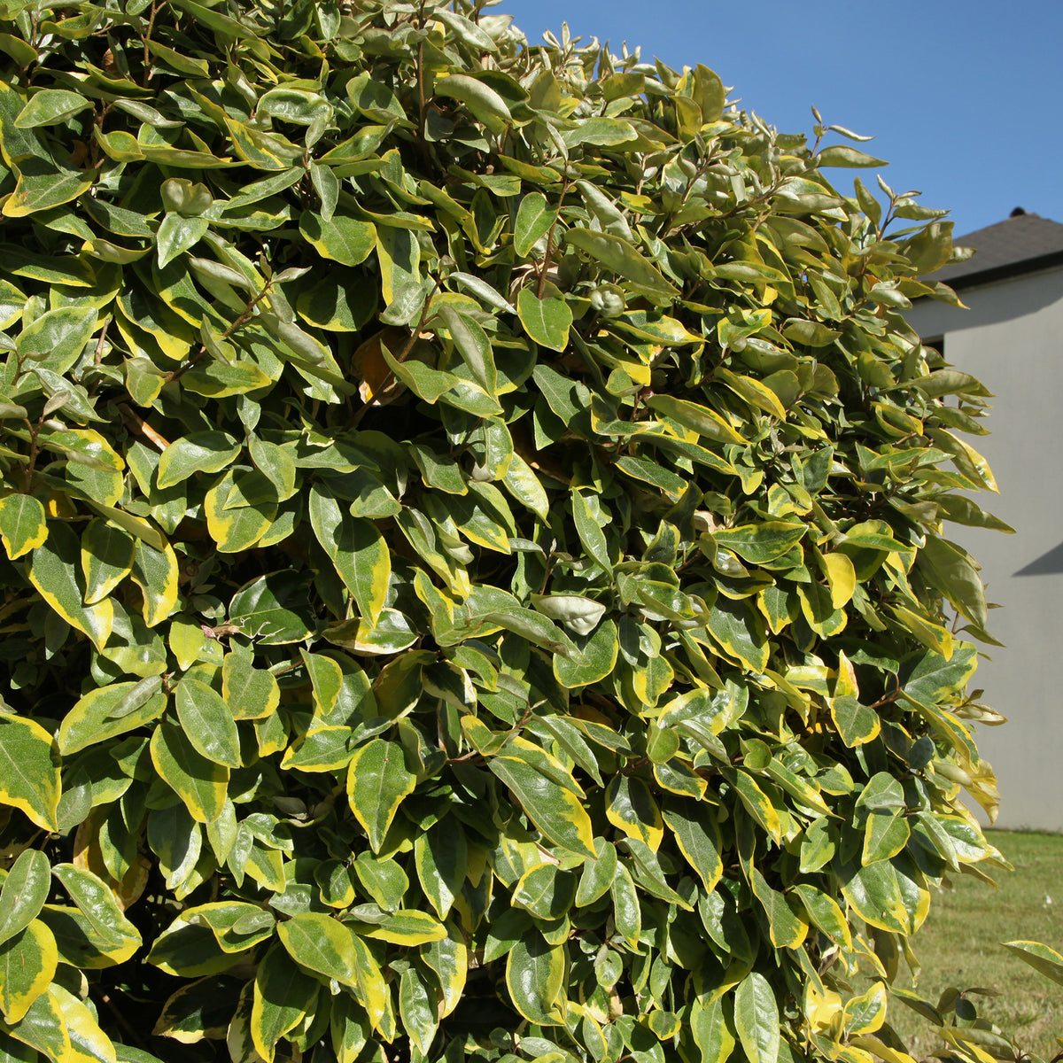 Elaeagnus ebbingei Viveleg - Ölweide Viveleg - Eleagnus
