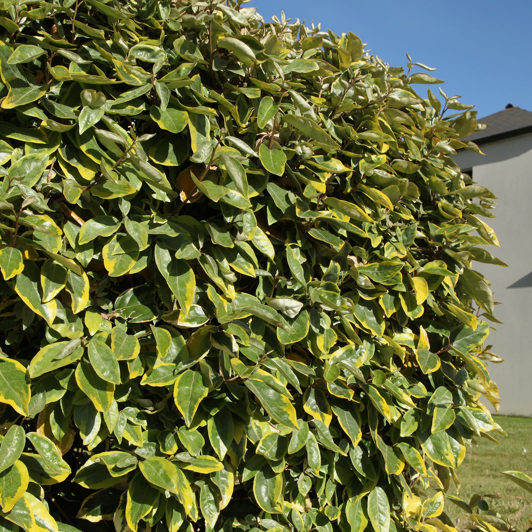 Elaeagnus ebbingei Viveleg - Ölweide Viveleg - Eleagnus