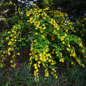 Verkauf Ranunkelstrauch Golden Guinea - Kerria japonica Golden Guinea