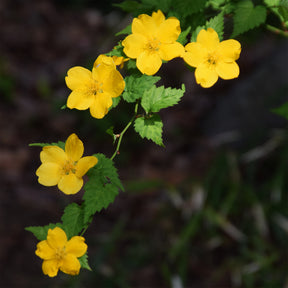 Kerria japonica Golden Guinea - Ranunkelstrauch Golden Guinea - Blühende Sträucher
