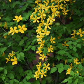 Ranunkelstrauch Golden Guinea - Kerria japonica Golden Guinea - Willemse