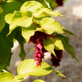 Verkauf Fasanenstrauch Golden Lanterns - Leycesteria formosa Golden Lanterns