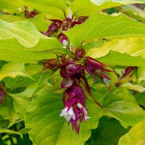 Blühende Sträucher - Fasanenstrauch Golden Lanterns - Leycesteria formosa Golden Lanterns