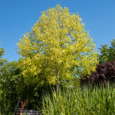 Bunter Tulpenbaum - Willemse