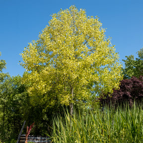 Bunter Tulpenbaum - Willemse