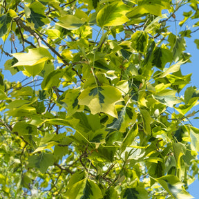 Bunter Tulpenbaum - Liriodendron tulipifera Aureomarginata - Willemse