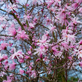 Magnolien - Magnolia Leonard Messel - Magnolia loebneri Leonard Messel