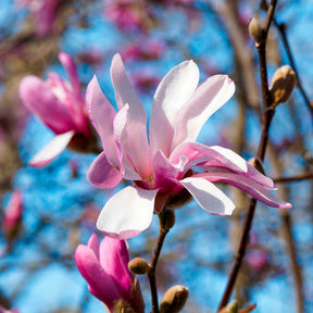 Magnolia Leonard Messel - Magnolia loebneri Leonard Messel - Willemse