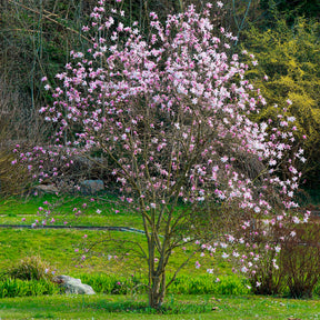 Magnolia loebneri Leonard Messel - Magnolia Leonard Messel - Magnolien