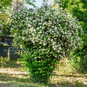 Verkauf Pfeifenstrauch - Philadelphus coronarius
