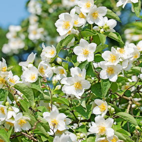 Blühende Sträucher - Pfeifenstrauch - Philadelphus coronarius
