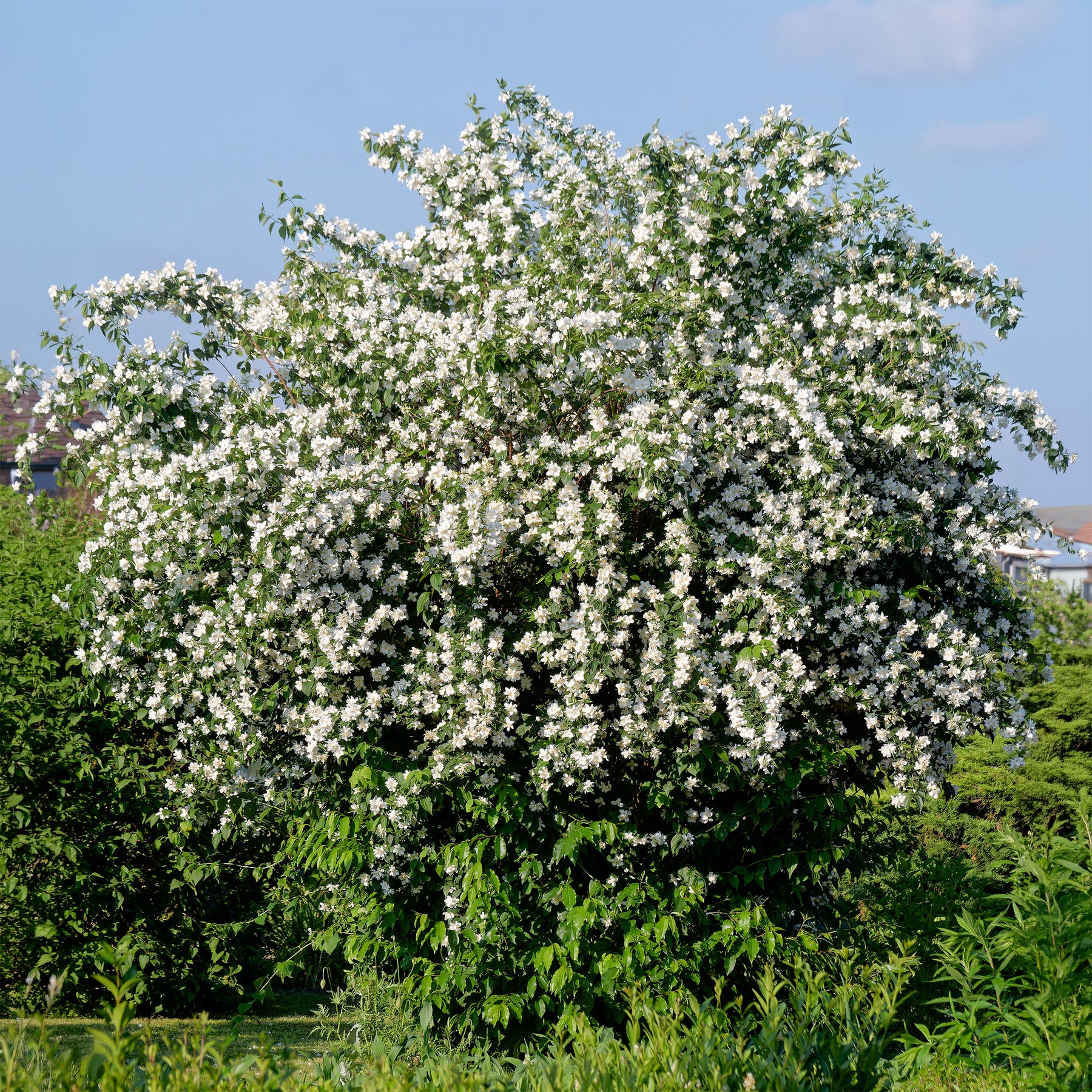 Pfeifenstrauch - Willemse