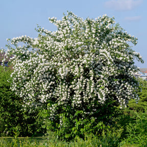 Pfeifenstrauch - Willemse