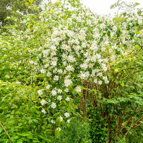 Philadelphus coronarius - Pfeifenstrauch - Blühende Sträucher