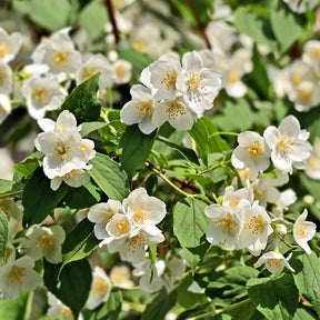 Pfeifenstrauch - Philadelphus coronarius - Willemse