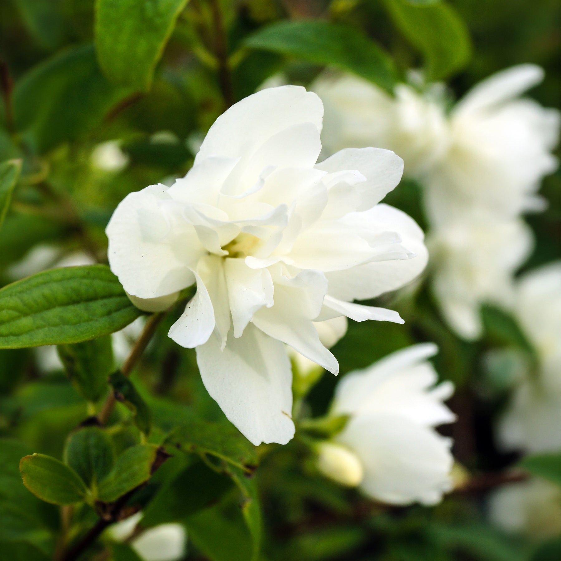 Pfeifenstrauch Snowbelle - Philadelphus Snowbelle - Willemse
