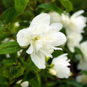 Pfeifenstrauch Snowbelle - Philadelphus Snowbelle - Willemse