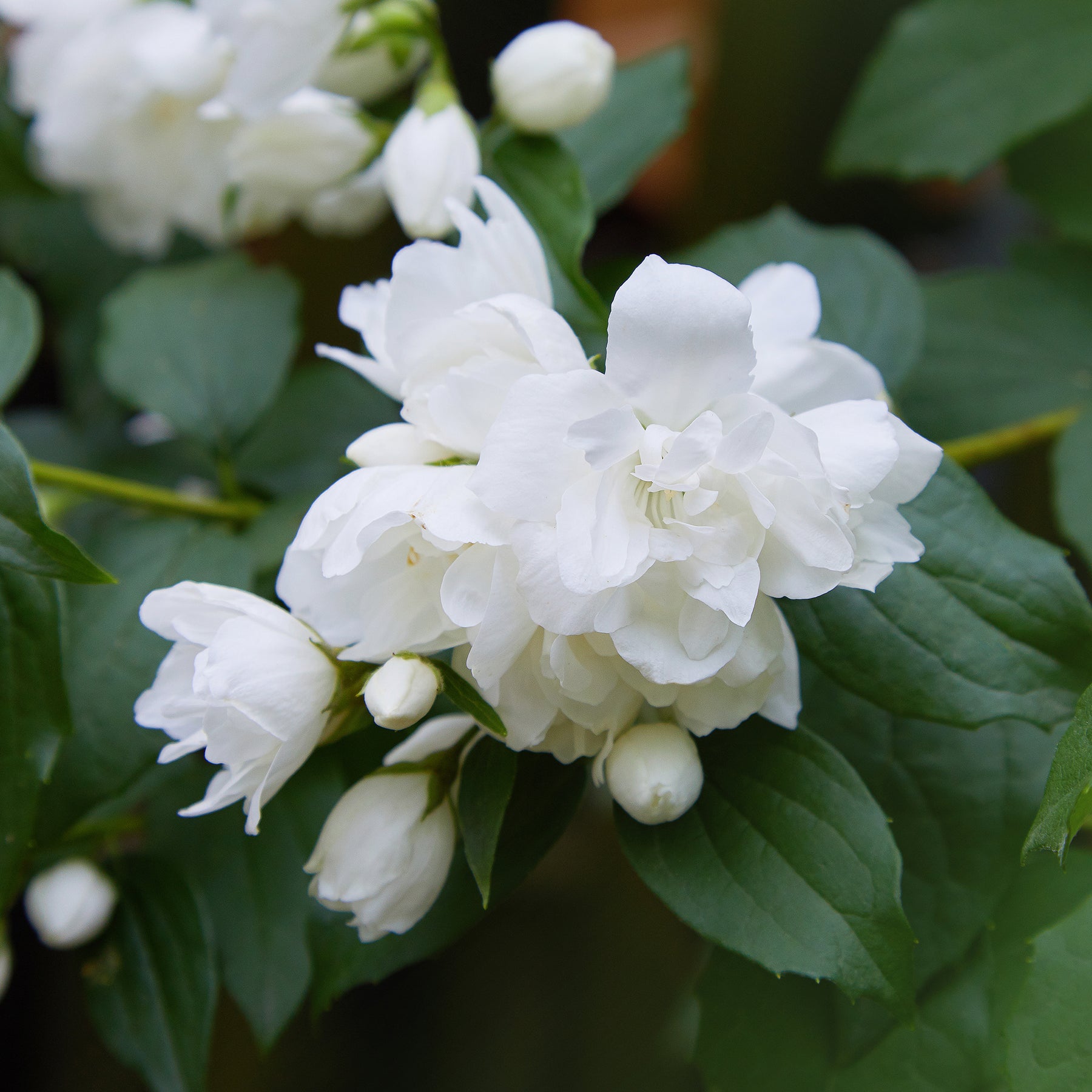 Pfeifenstrauch Snowbelle - Willemse