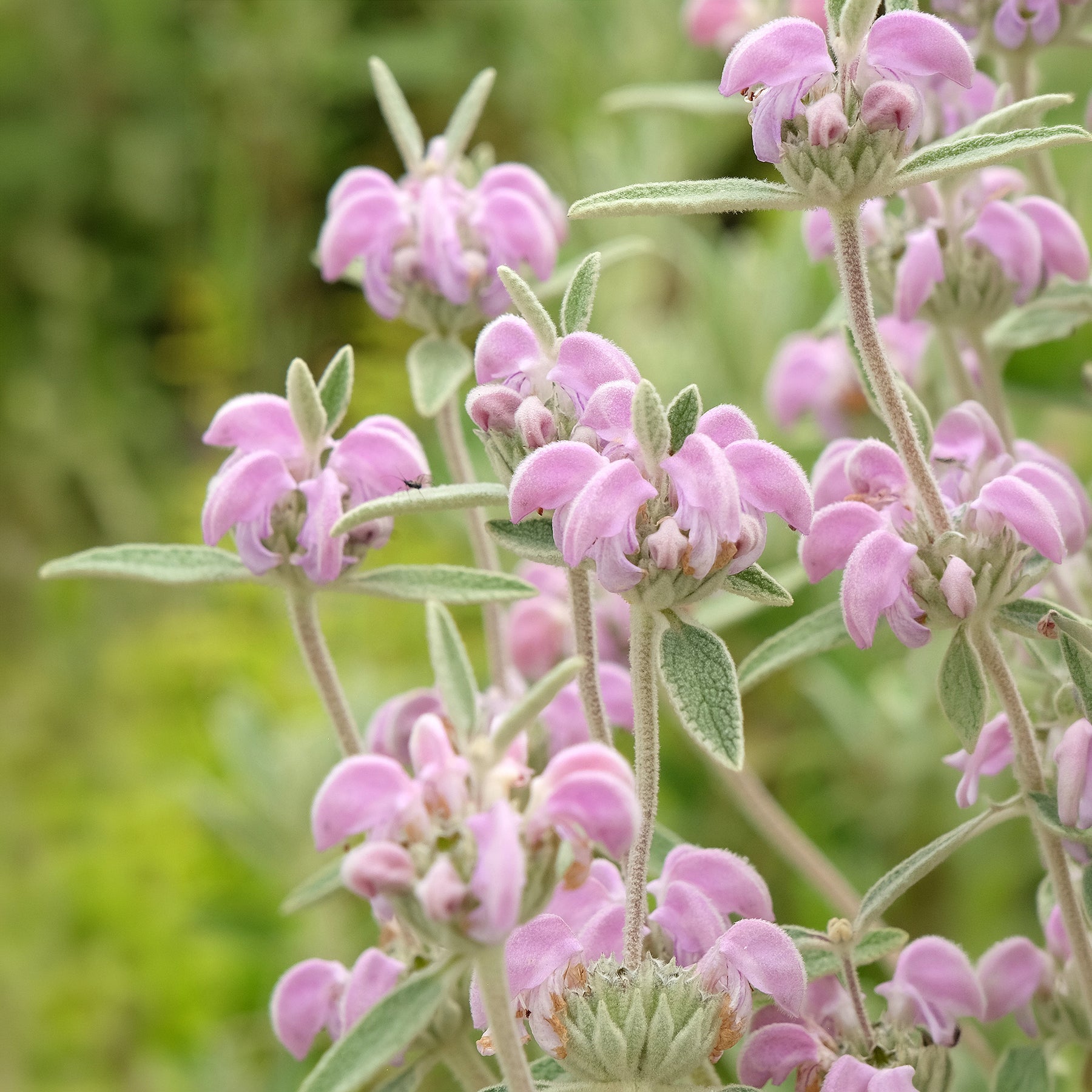 Phlomis purpurea - Purpurfarbene Brandkraut - Salbei