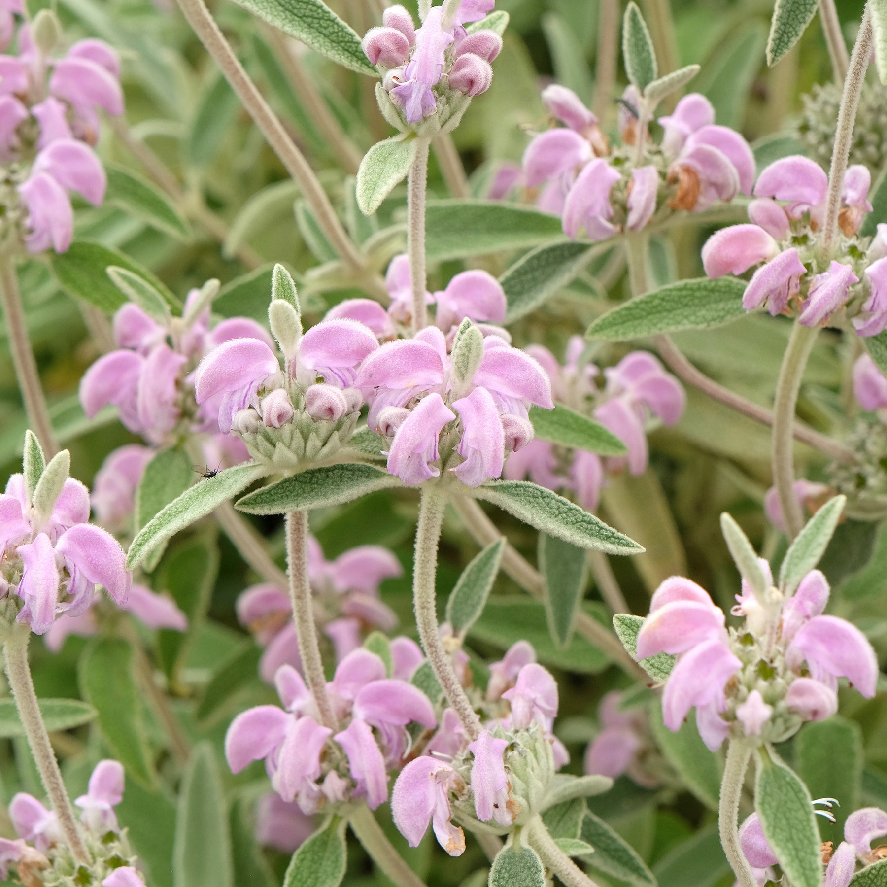 Purpurfarbene Brandkraut - Willemse