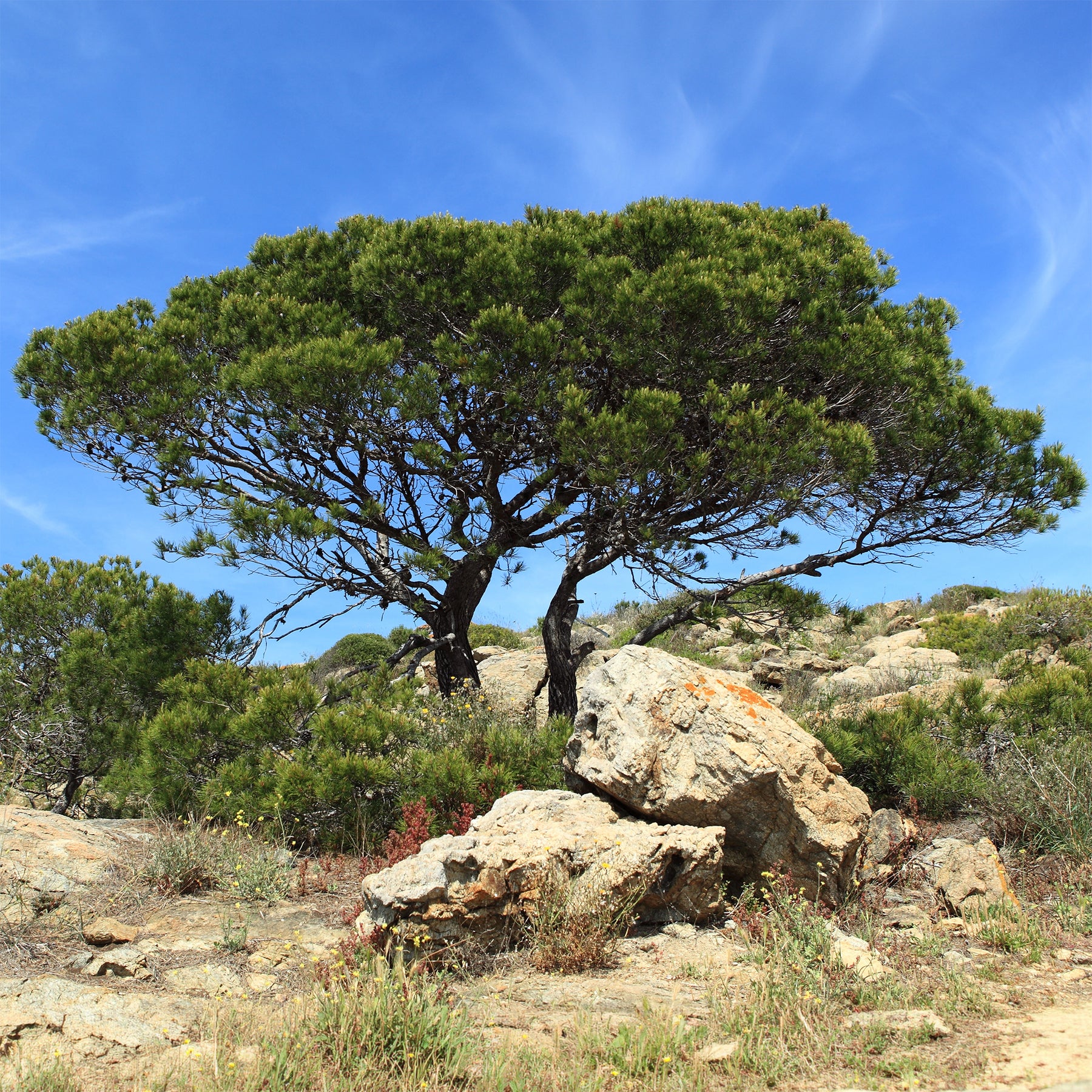 Aleppo-Kiefer - Pinus halepensis - Willemse