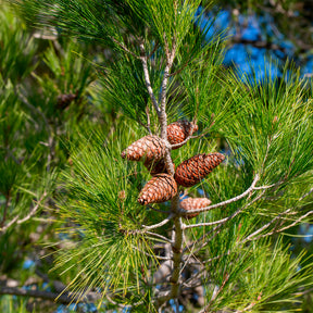 Pinus halepensis - Aleppo-Kiefer - Kiefer