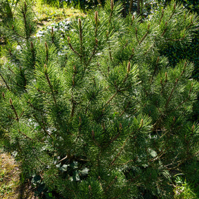Pinus mugo Pumilio - Bergkiefer Pumilio - Kiefer