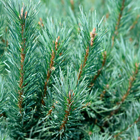 Pinus sylvestris Watereri - Waldkiefer Watereri - Kiefer