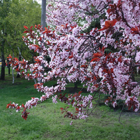 Zierpflaume - Prunus cerasifera Atropurpurea - Willemse