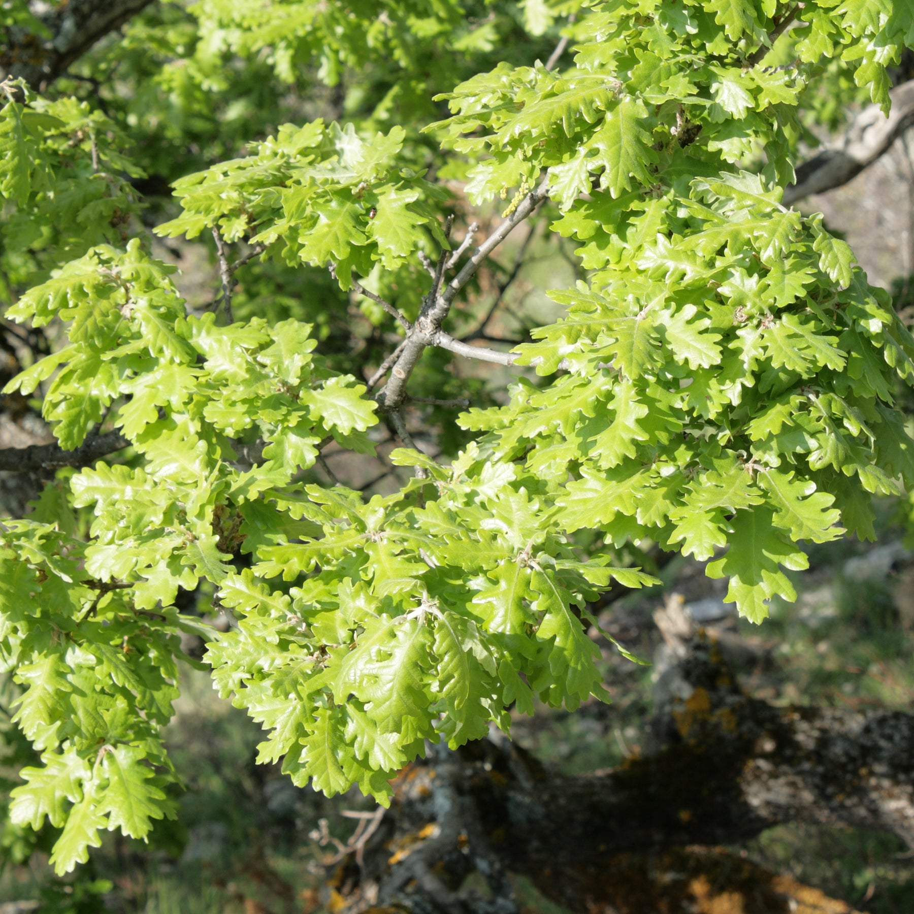 Verkauf Flaumeiche - Quercus pubescens
